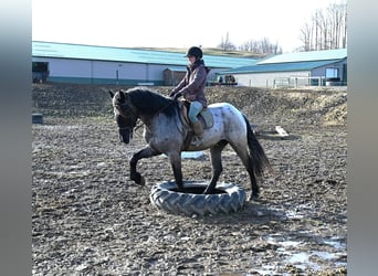 Arbeitspferd, Wallach, 4 Jahre, 165 cm, Roan-Blue
