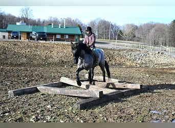 Arbeitspferd, Wallach, 4 Jahre, 165 cm, Roan-Blue