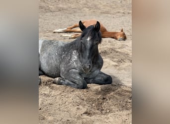 Arbeitspferd Mix, Wallach, 4 Jahre, 165 cm, Roan-Blue