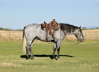 Arbeitspferd Mix, Wallach, 4 Jahre, 165 cm, Roan-Blue