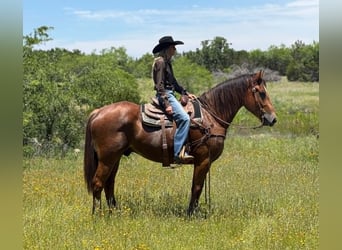 Arbeitspferd, Wallach, 4 Jahre, 165 cm, Rotbrauner