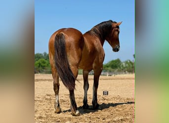 Arbeitspferd, Wallach, 4 Jahre, 165 cm, Rotbrauner