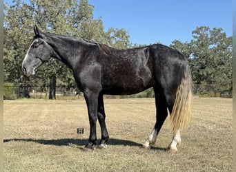 Arbeitspferd, Wallach, 4 Jahre, 165 cm, Schimmel