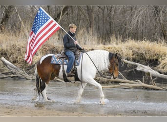 Arbeitspferd, Wallach, 4 Jahre, 165 cm, Tobiano-alle-Farben