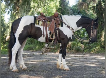 Arbeitspferd, Wallach, 4 Jahre, 165 cm