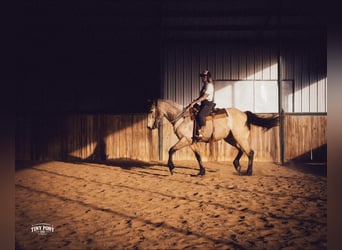 Arbeitspferd, Wallach, 4 Jahre, 168 cm, Buckskin