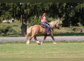 Arbeitspferd, Wallach, 4 Jahre, 168 cm, Palomino