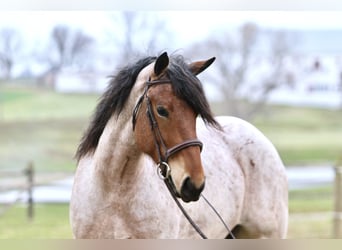 Arbeitspferd Mix, Wallach, 4 Jahre, 168 cm, Roan-Bay