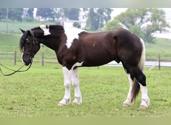 Arbeitspferd Mix, Wallach, 4 Jahre, 168 cm, Schecke