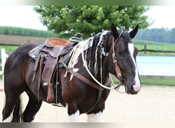 Arbeitspferd Mix, Wallach, 4 Jahre, 168 cm, Schecke