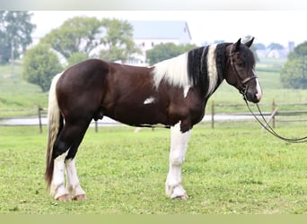 Arbeitspferd Mix, Wallach, 4 Jahre, 168 cm, Schecke