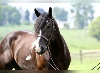 Arbeitspferd Mix, Wallach, 4 Jahre, 168 cm, Schecke