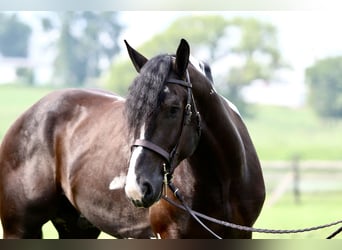 Arbeitspferd Mix, Wallach, 4 Jahre, 168 cm, Schecke