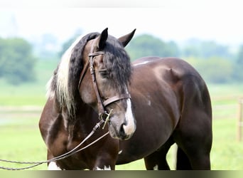 Arbeitspferd Mix, Wallach, 4 Jahre, 168 cm, Schecke