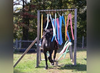 Arbeitspferd Mix, Wallach, 4 Jahre, 168 cm, Schimmel