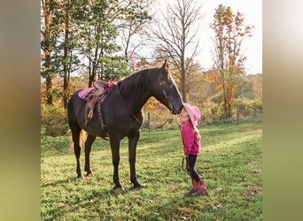 Arbeitspferd Mix, Wallach, 4 Jahre, 168 cm, Schimmel