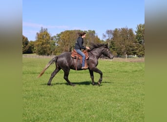 Arbeitspferd Mix, Wallach, 4 Jahre, 168 cm, Schimmel