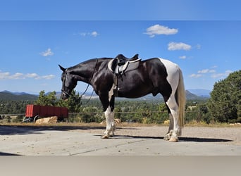 Arbeitspferd Mix, Wallach, 4 Jahre, 168 cm