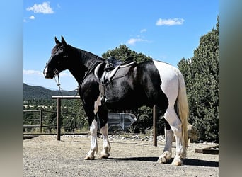 Arbeitspferd Mix, Wallach, 4 Jahre, 168 cm