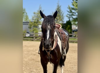 Arbeitspferd Mix, Wallach, 4 Jahre, 168 cm