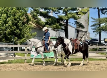 Arbeitspferd Mix, Wallach, 4 Jahre, 168 cm