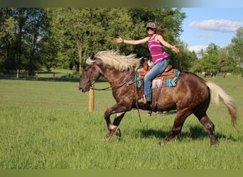 Arbeitspferd, Wallach, 4 Jahre, 170 cm, Brauner