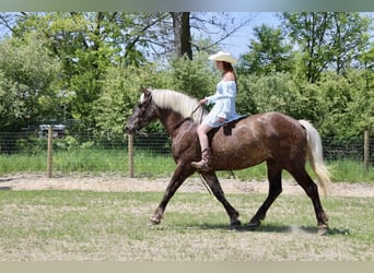 Arbeitspferd, Wallach, 4 Jahre, 170 cm, Brauner