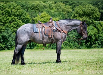 Arbeitspferd, Wallach, 4 Jahre, 170 cm, Roan-Blue