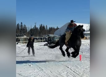 Arbeitspferd, Wallach, 4 Jahre, 170 cm, Roan-Blue