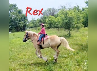 Arbeitspferd Mix, Wallach, 4 Jahre, 173 cm, Palomino