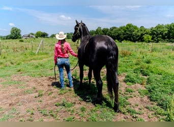 Arbeitspferd, Wallach, 4 Jahre, 173 cm, Rappe