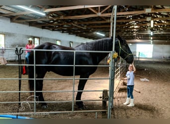 Arbeitspferd, Wallach, 4 Jahre, 173 cm, Rappe