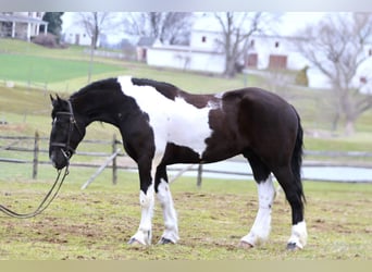 Arbeitspferd Mix, Wallach, 4 Jahre, 178 cm, Schecke