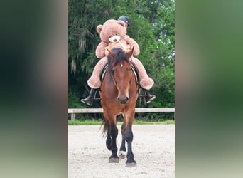 Arbeitspferd Mix, Wallach, 4 Jahre, 183 cm, Rotbrauner