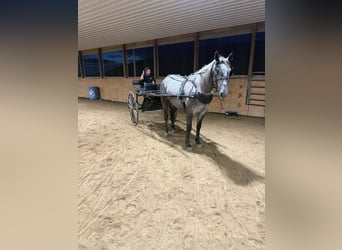 Arbeitspferd, Wallach, 4 Jahre, Apfelschimmel