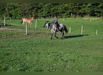 Arbeitspferd, Wallach, 4 Jahre, Apfelschimmel