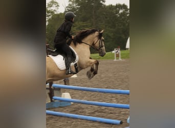 Arbeitspferd Mix, Wallach, 4 Jahre, Buckskin