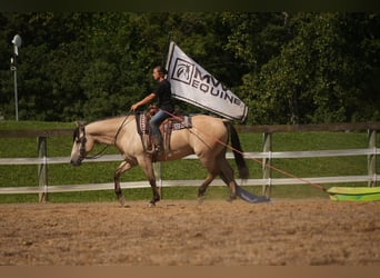 Arbeitspferd Mix, Wallach, 4 Jahre, Buckskin