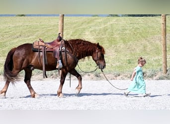 Arbeitspferd Mix, Wallach, 4 Jahre, Dunkelfuchs