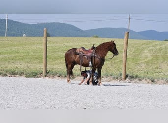 Arbeitspferd Mix, Wallach, 4 Jahre, Dunkelfuchs