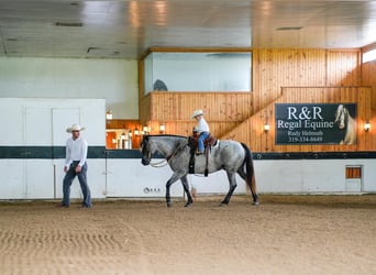 Arbeitspferd Mix, Wallach, 4 Jahre, Roan-Blue