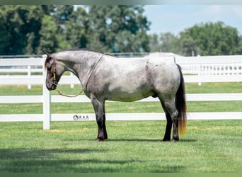 Arbeitspferd Mix, Wallach, 4 Jahre, Roan-Blue