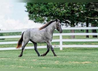 Arbeitspferd Mix, Wallach, 4 Jahre, Roan-Blue