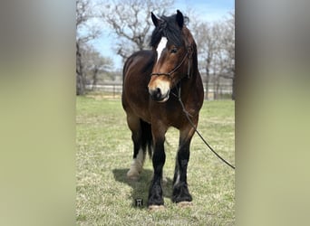 Arbeitspferd, Wallach, 4 Jahre, Rotbrauner