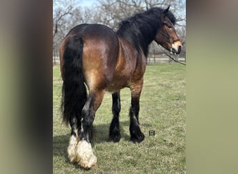 Arbeitspferd, Wallach, 4 Jahre, Rotbrauner