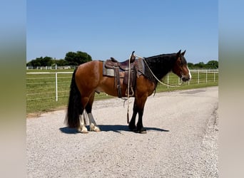 Arbeitspferd Mix, Wallach, 4 Jahre, Rotbrauner