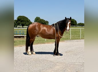 Arbeitspferd Mix, Wallach, 4 Jahre, Rotbrauner