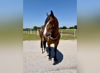 Arbeitspferd Mix, Wallach, 4 Jahre, Rotbrauner