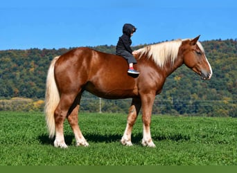 Arbeitspferd Mix, Wallach, 4 Jahre, Rotfuchs