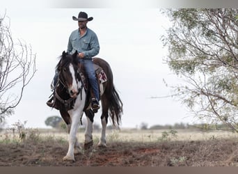 Arbeitspferd Mix, Wallach, 4 Jahre, Schecke